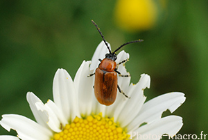 Exosoma lusitanicum