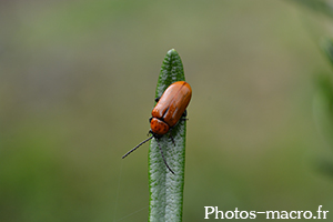 Exosoma lusitanica