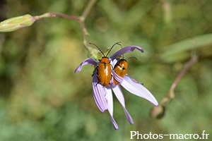 Exosoma lusitanica