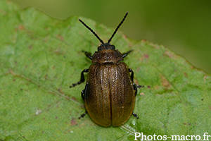 Galeruca pomonae