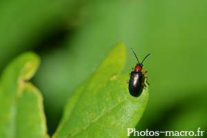 Oulema melanopus
