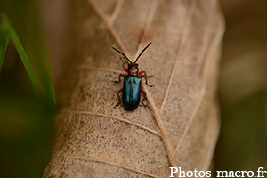 Oulema melanopus