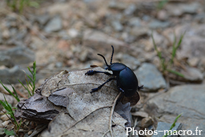 Timarcha tenebricosa