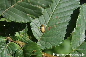 Xanthogaleruca luteola