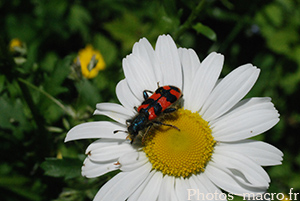 Trichodes apiarus