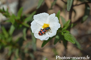 Trichodes apiarius