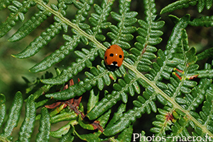 Coccinella septemctata