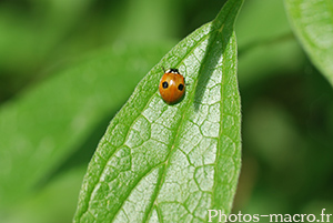 Adalia bipunctata