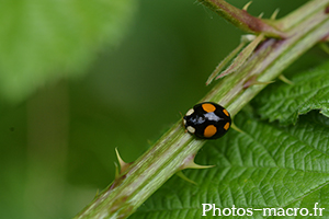 Harmonia axyridis