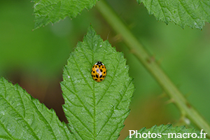 Harmonia axyridis