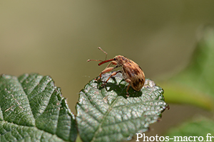 Anthonomus rectirostris