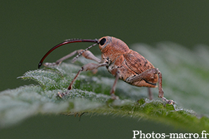 Curculio glandium