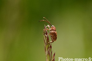 Curculio glandium