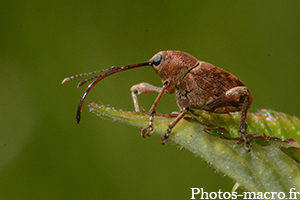 Curculio glandium