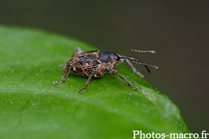 Curculionidae sp.