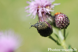 Larinus planus