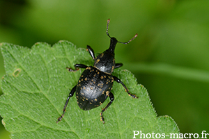 Liparus coronatus