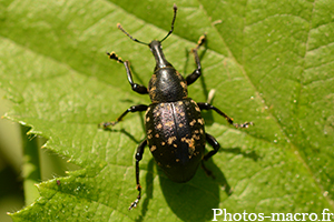 Liparus coronatus