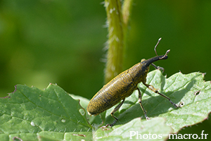 Lixus paraplecticus