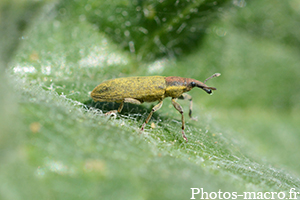 Lixus pulverulentus