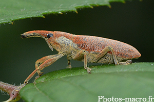 Lixus pulverulentus