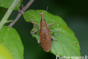 Lixus pulverulentus