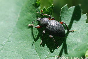 Otiorynchus tenebricosus