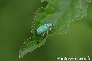 Polydrusus sericeus