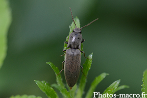 Agriotes pilosellus