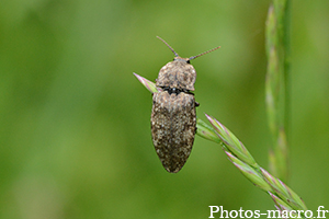 Agrypnus murinus