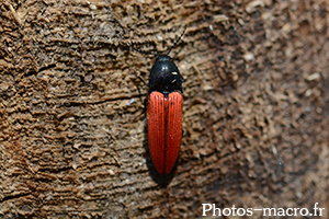 Ampedus sanguineus