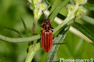 Anostirus purpureus