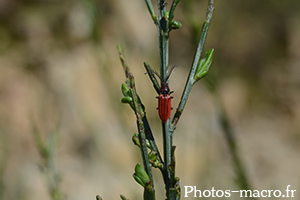 Anostirus purpureus