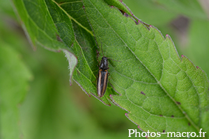 Athous vittatus