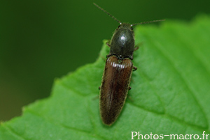 Ctenicera virens