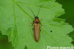 Denticollis linearis