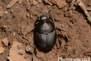 Anoplotrupes stercorosus