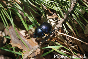 Geotrupe stercorarius