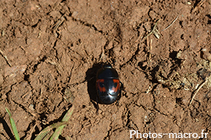 Hister quadrimaculatus