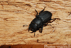 Dorcus parallelipipedus