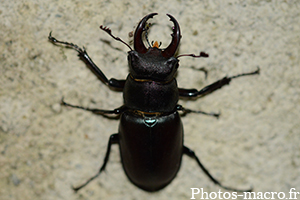 Lucanus cervus