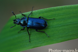 Platycerus caboides