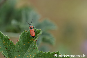 Anthocomus rufus