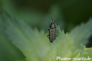 Clanoptilus elegans