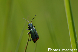 Malachius bipustulatus