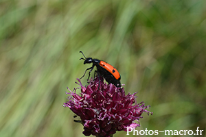 Mylabris quadripunctata