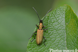 Chrysanthia viridissima