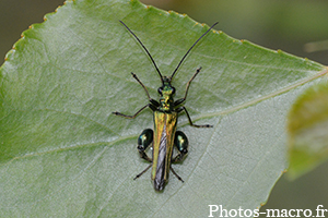 Oedemera nobilis