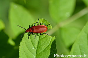 Pyrochroa serraticornis