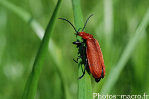 Pyrochroa serraticornis